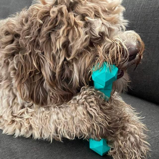 Knochen Chewie