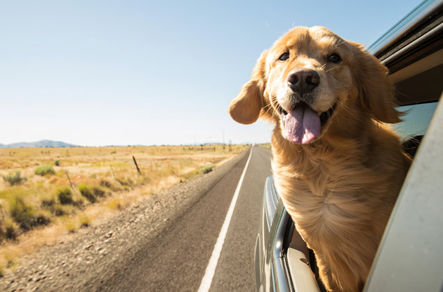 auf Reise mit Hund